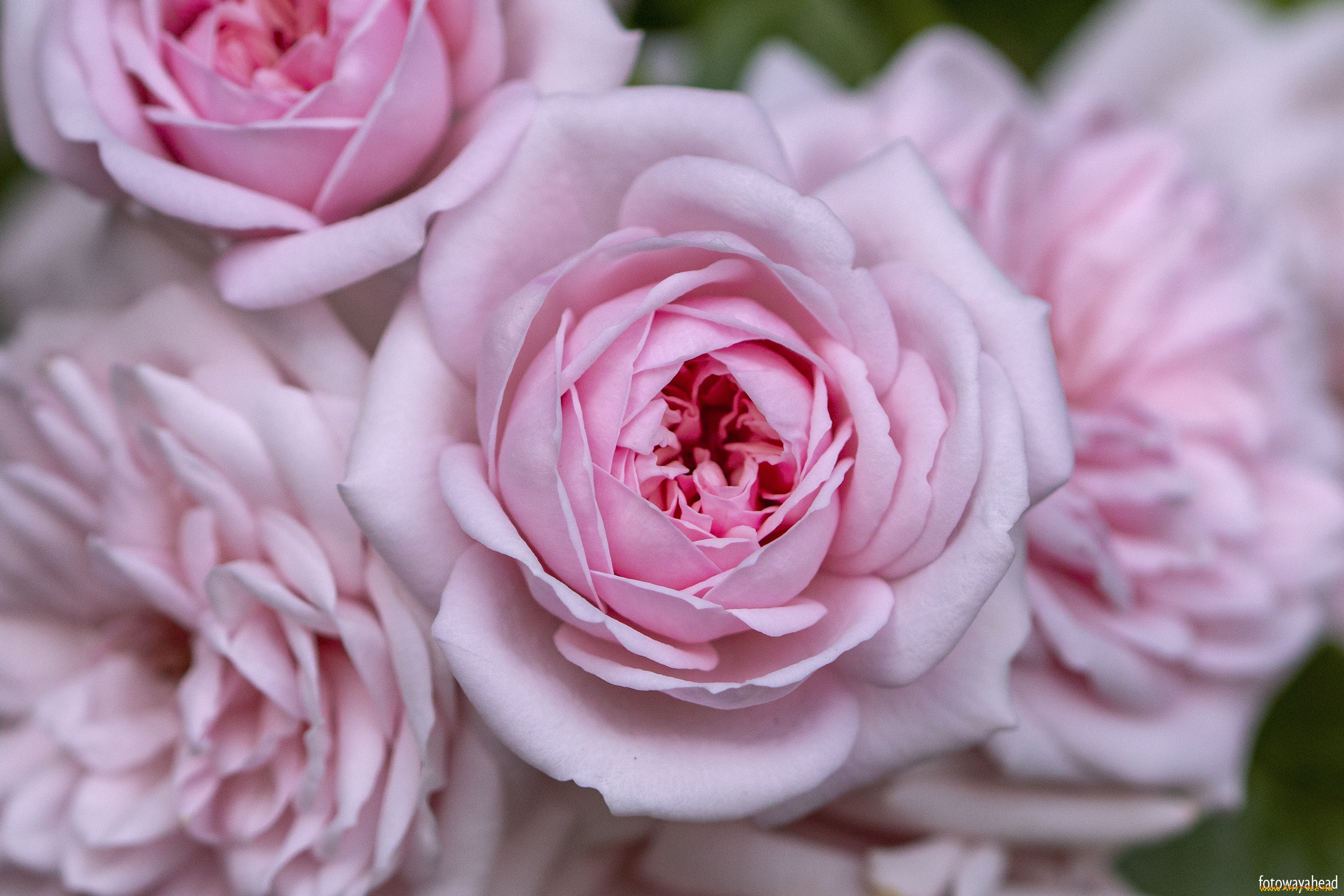 цветы, розы, розовые