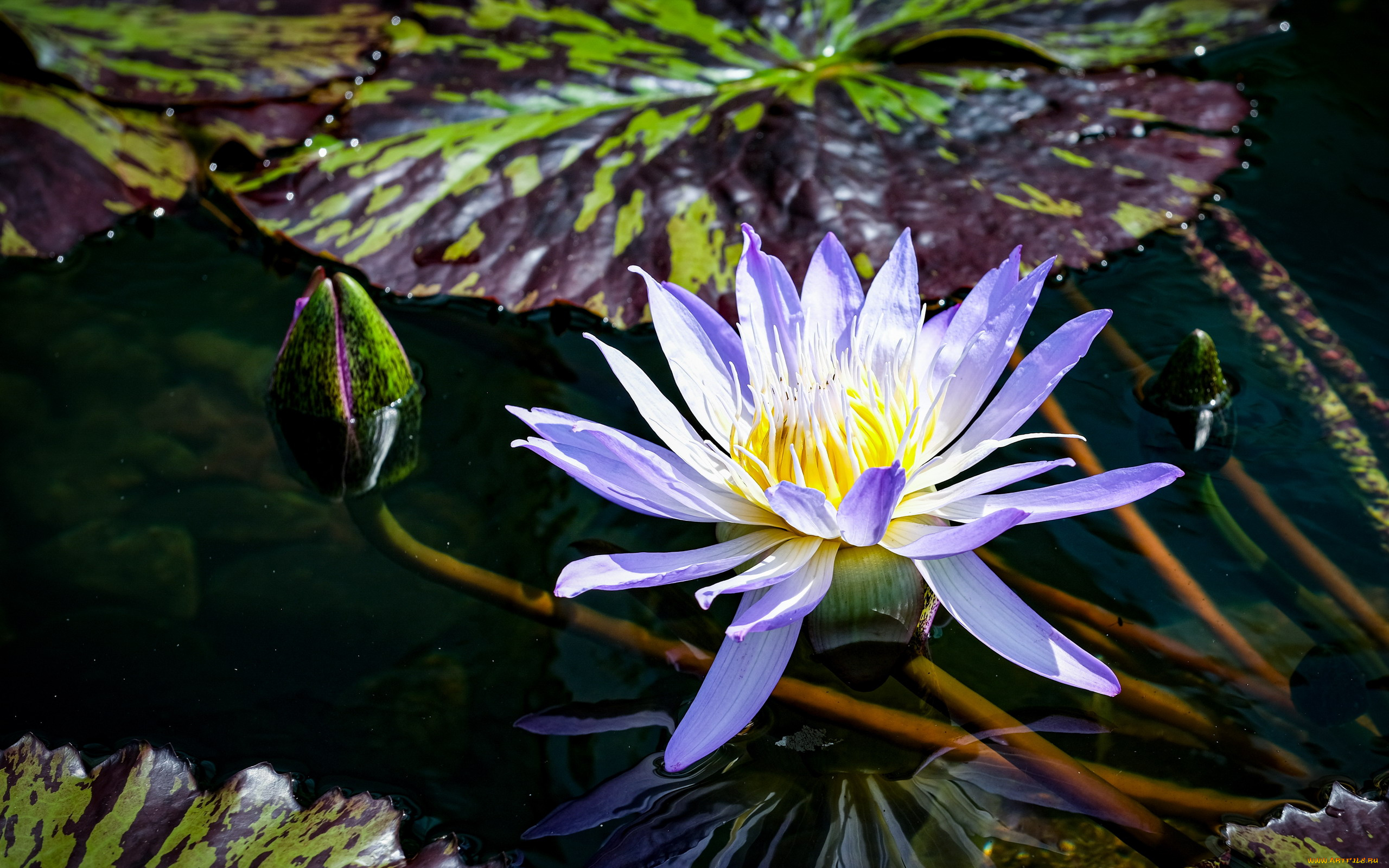 цветы, лотосы, вода, лотос, бутон