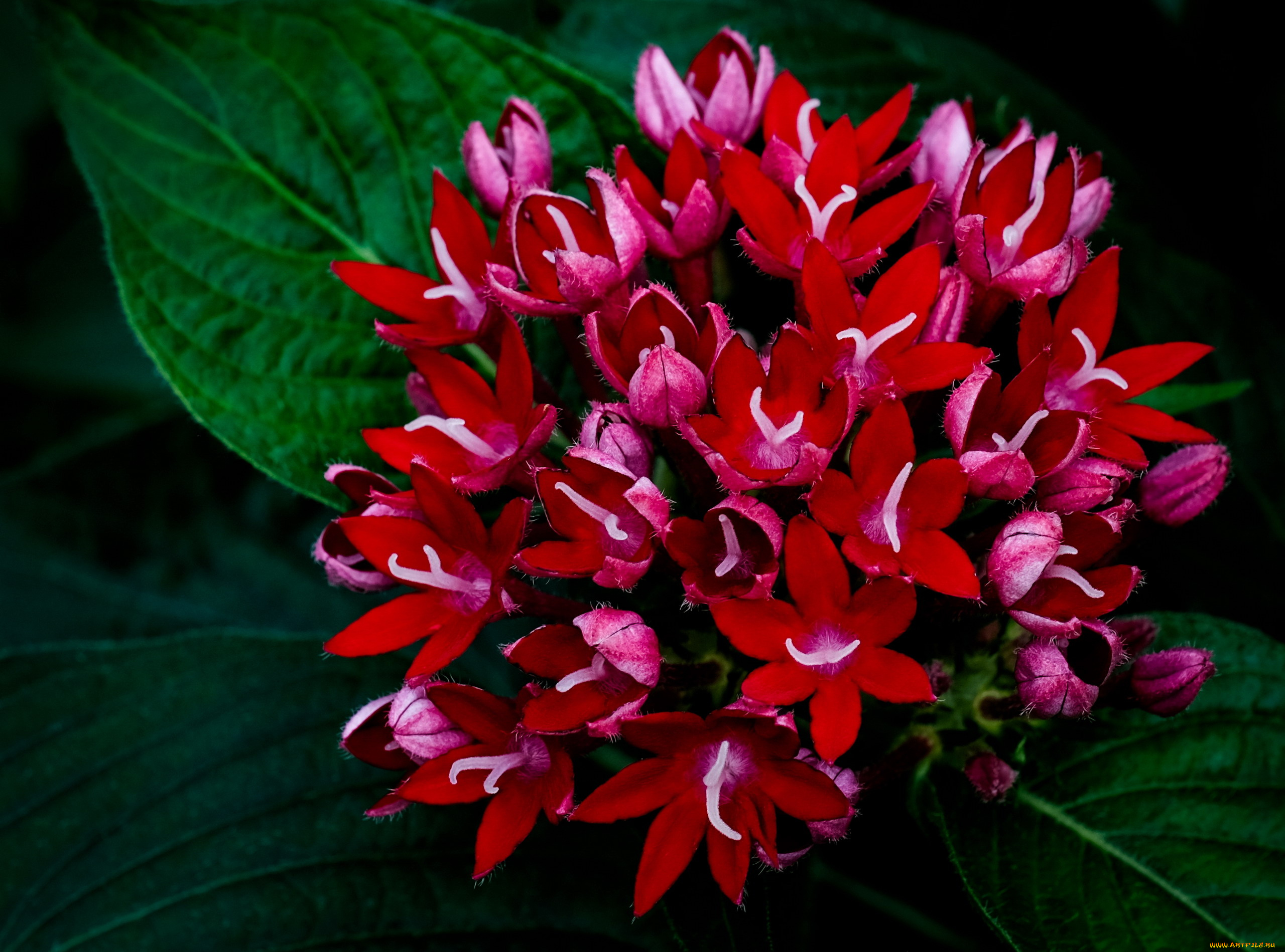 egyptain, starcluster, цветы, egyptain, starcluster