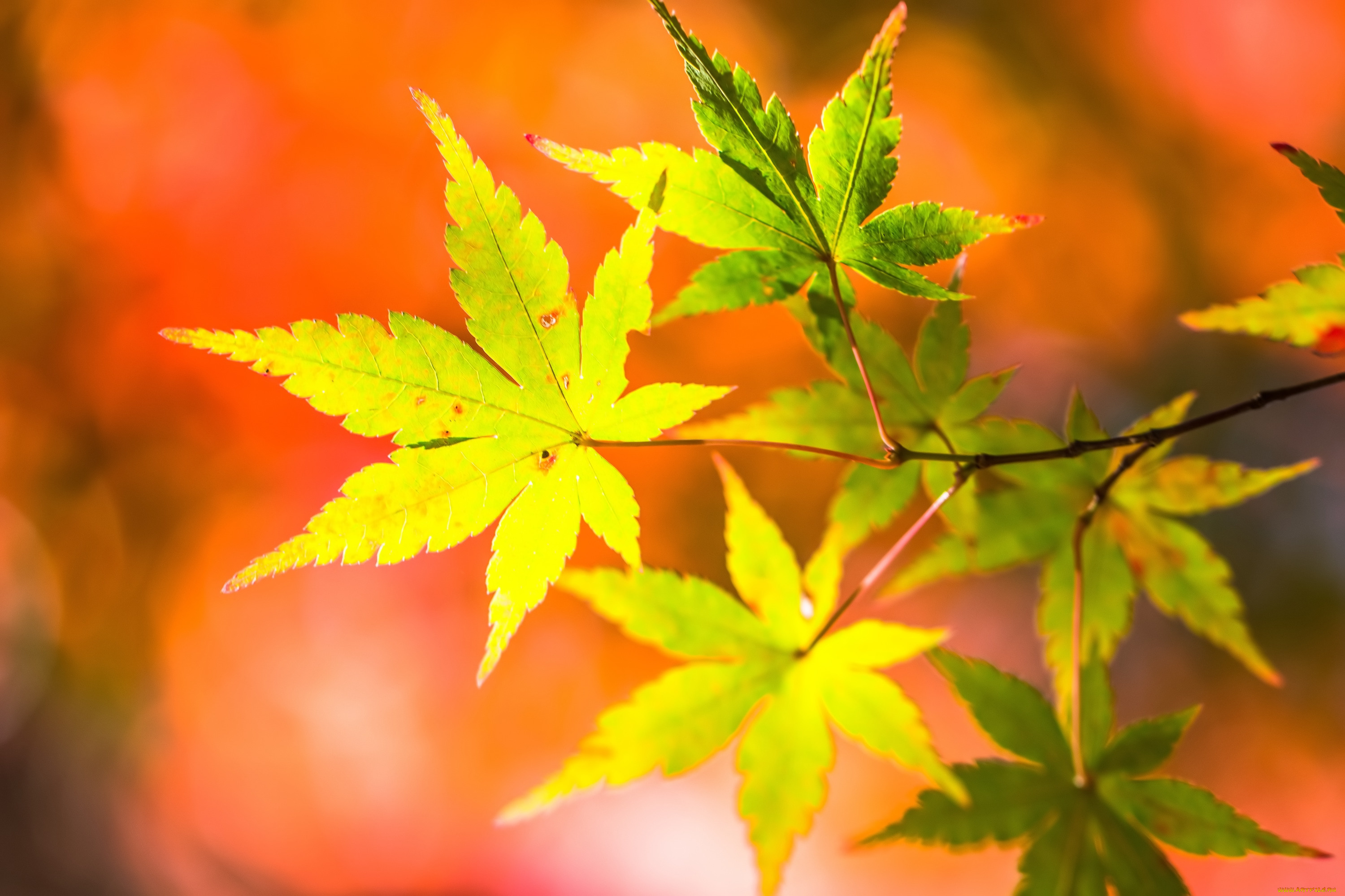 природа, листья, лето