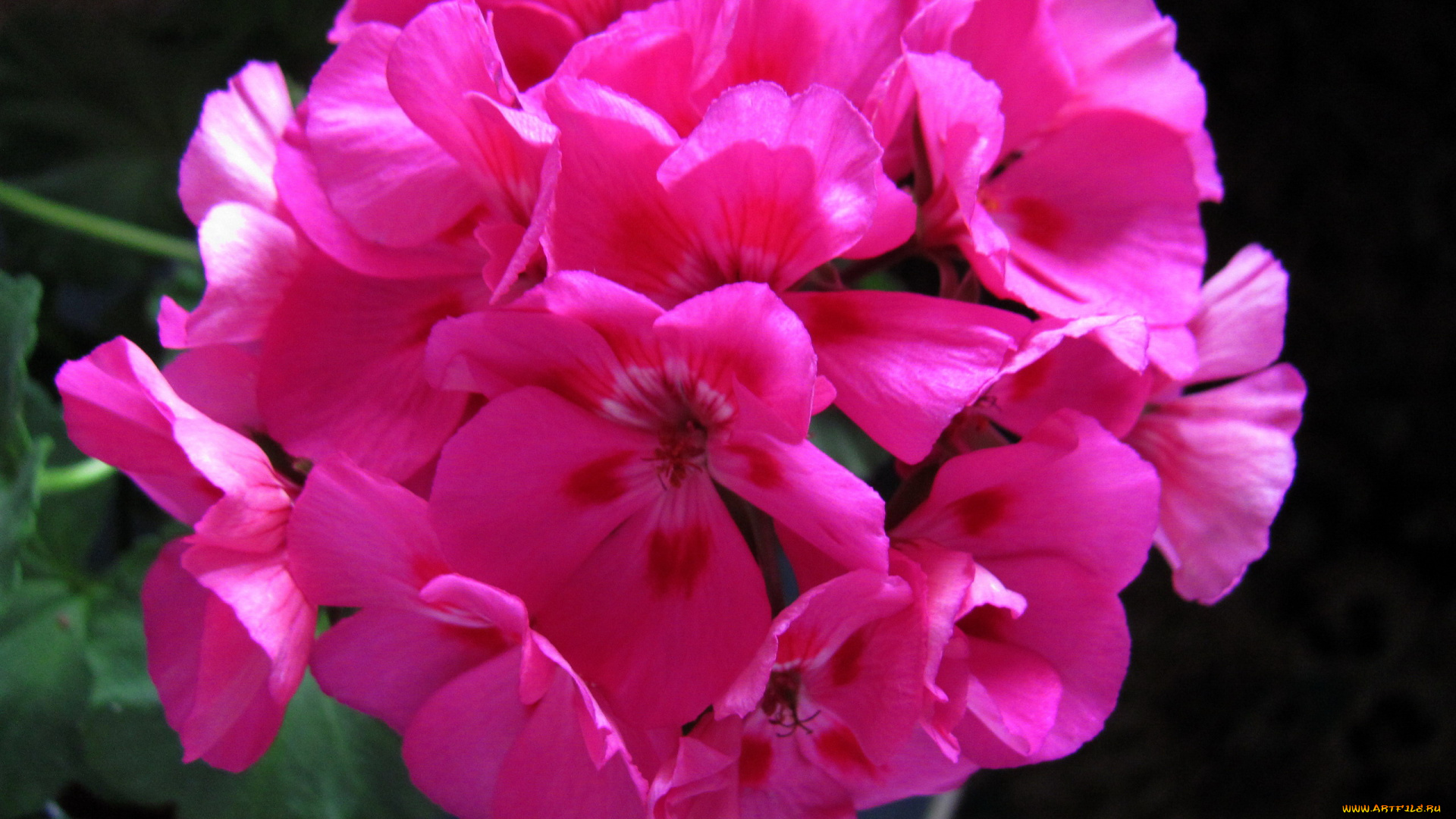 цветы, герань, розовая, соцветие, макро