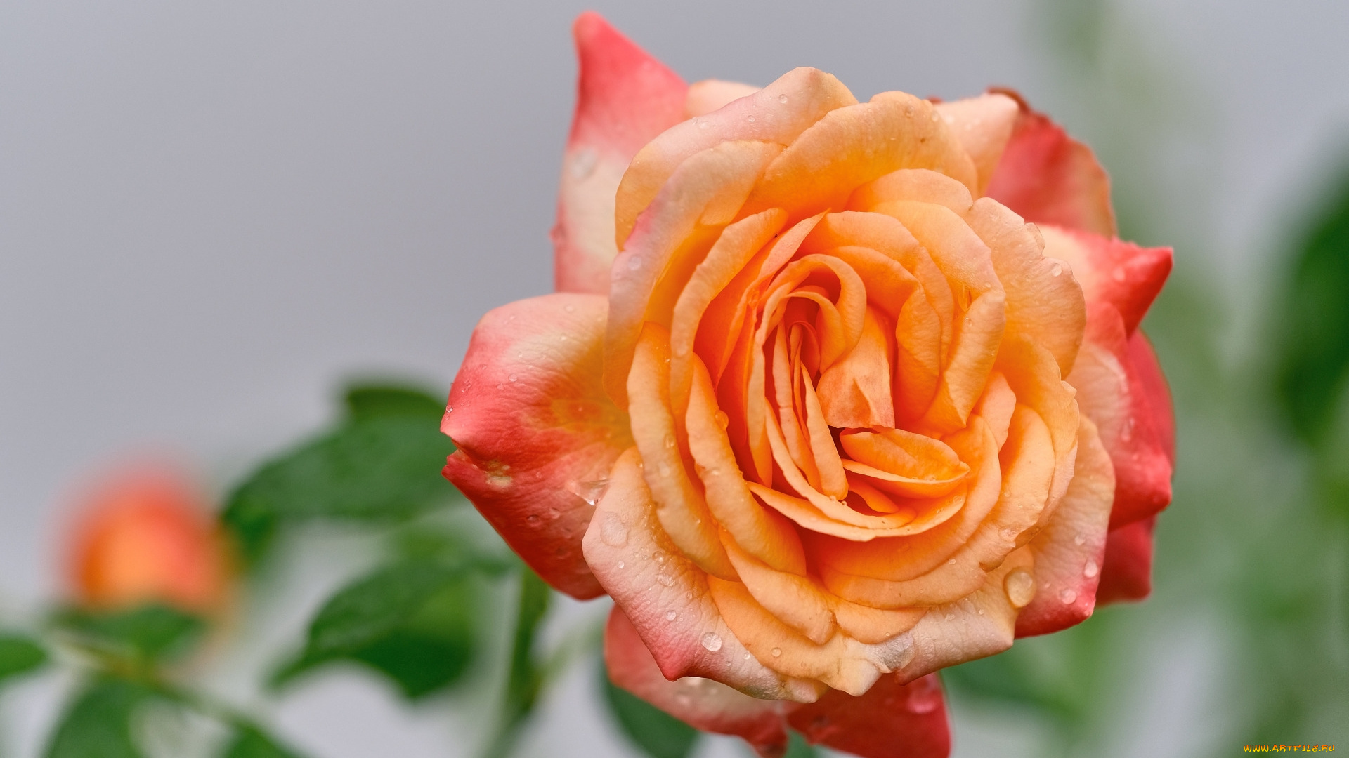 цветы, розы, капли, роза, макро