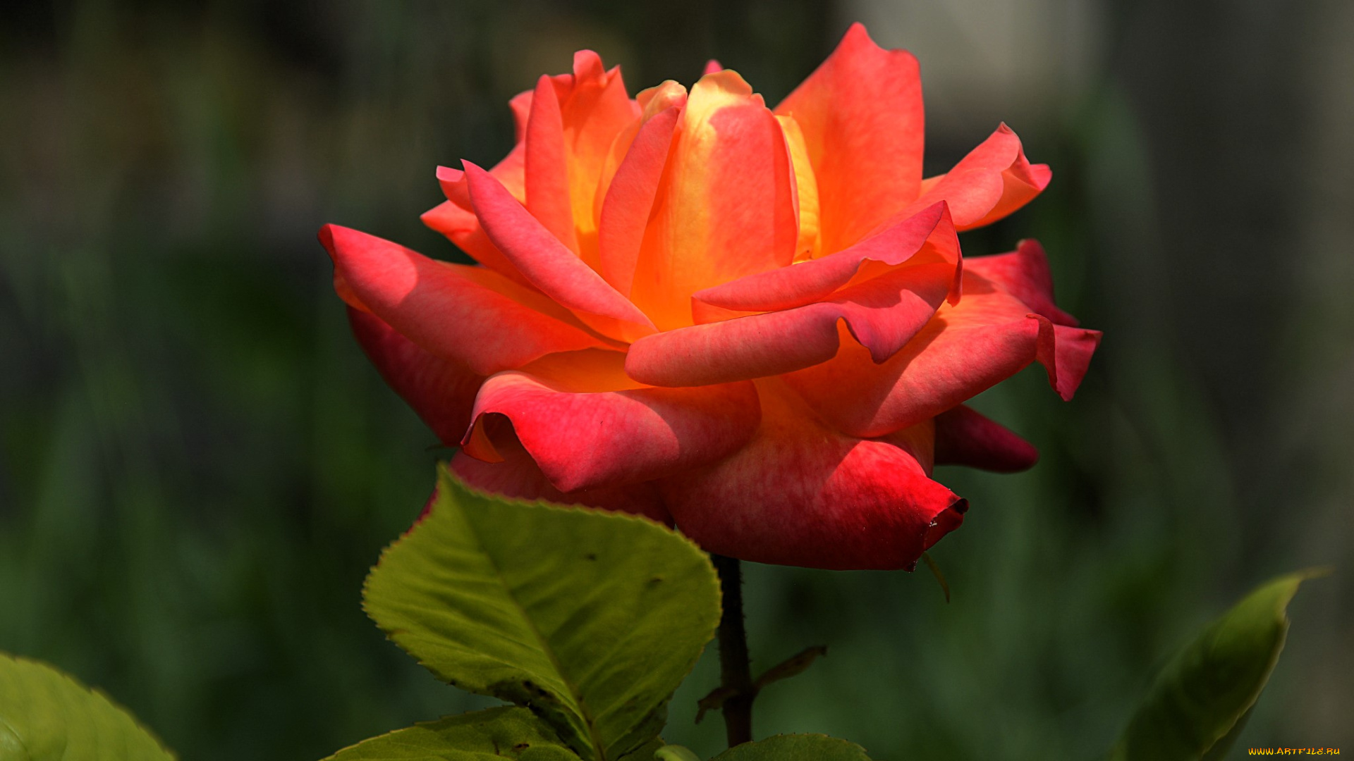 цветы, розы, роза, алая, листья