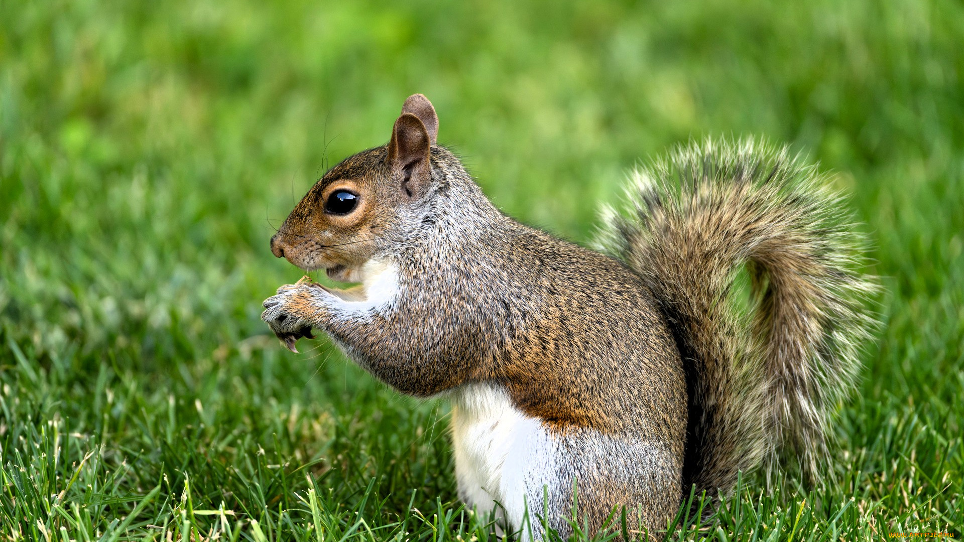животные, белки, белка, трава, лужайка