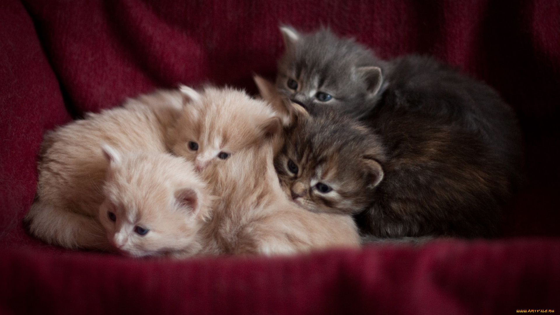 животные, коты, кот, кошка