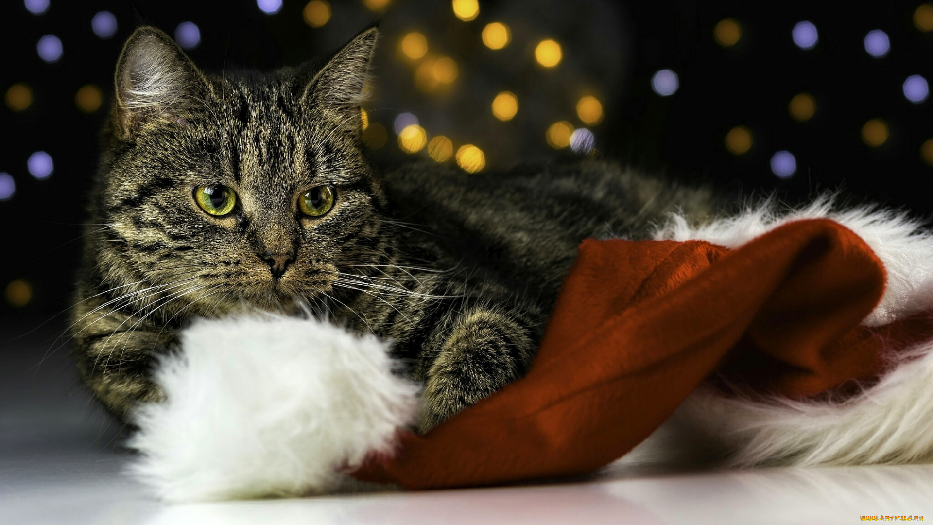 животные, коты, кот, шапка, блики