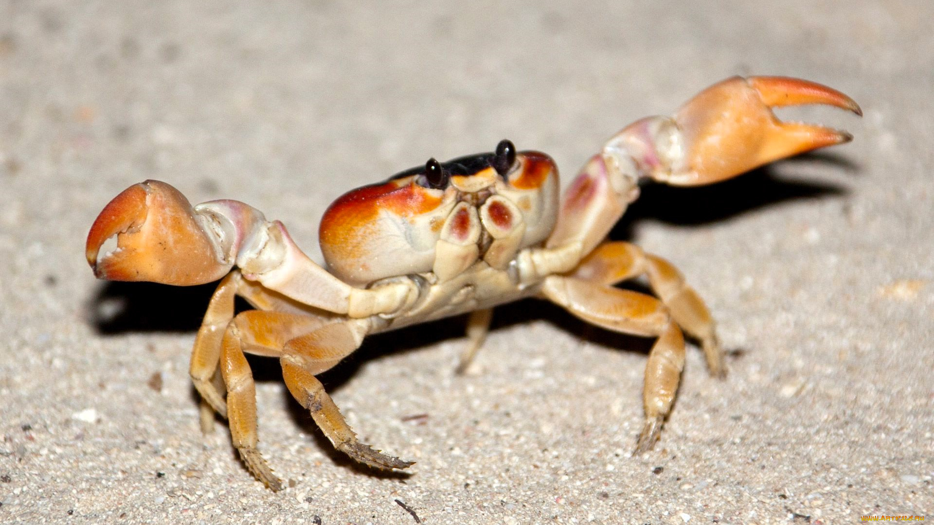 животные, крабы, , раки, краб, клешни, песок