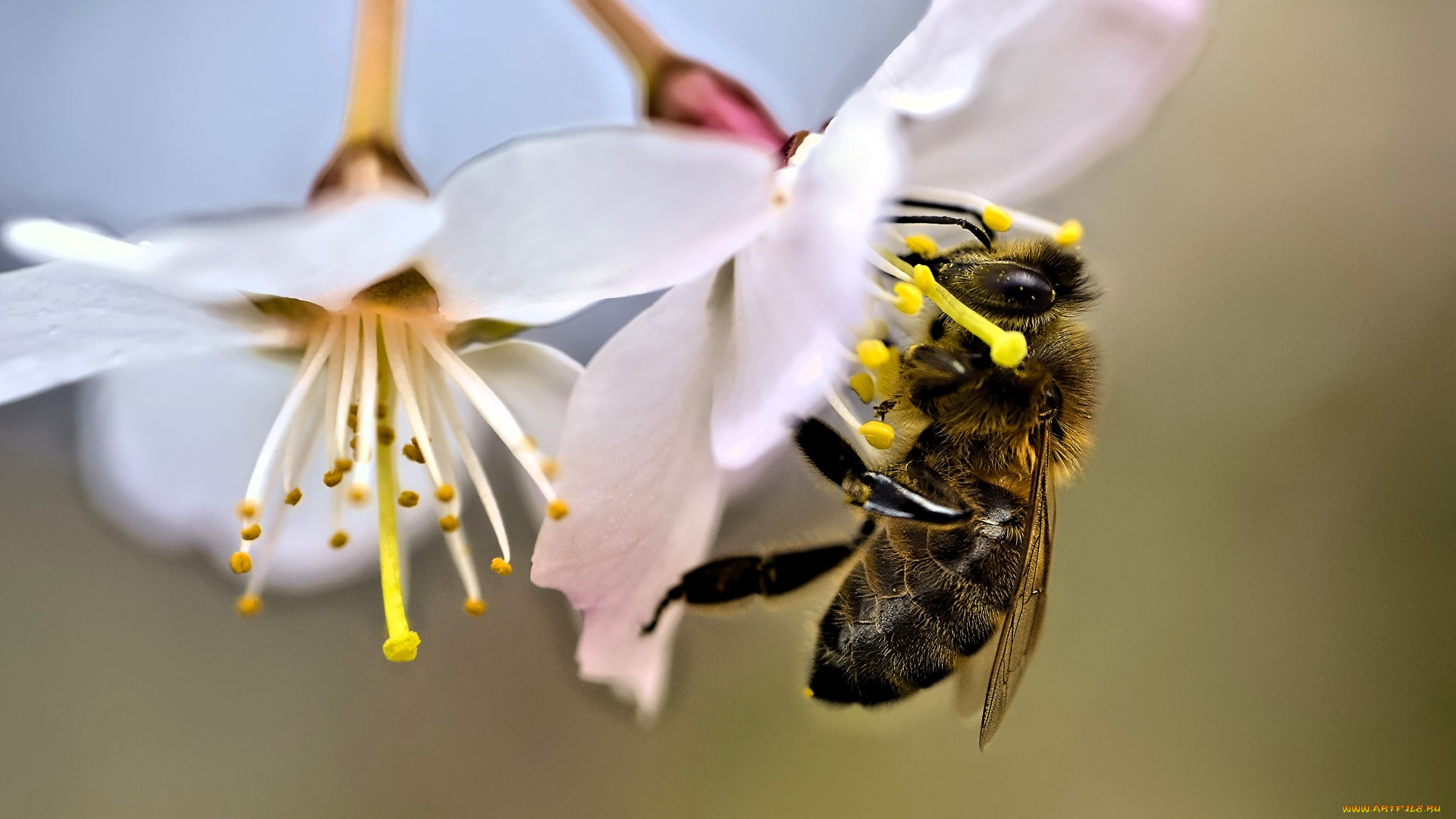 животные, пчелы, , осы, , шмели, пчела, цветы