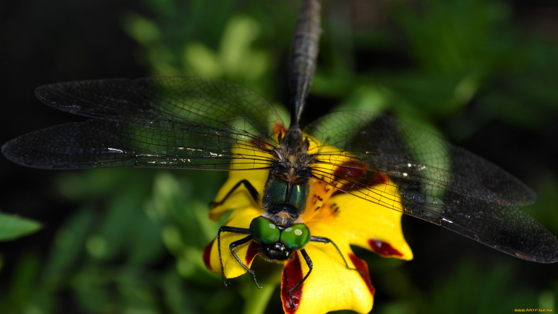 животные, стрекозы, стрекоза, цветок
