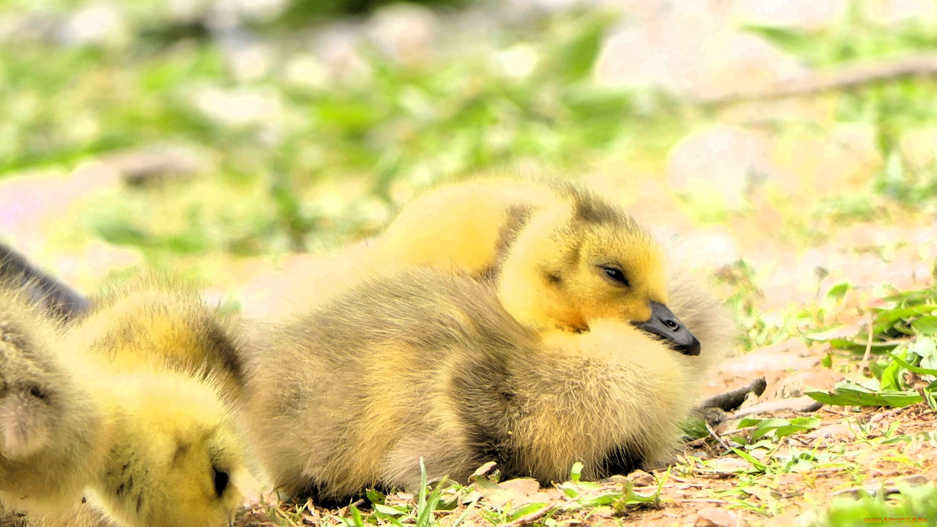 животные, утки, утята, желтые