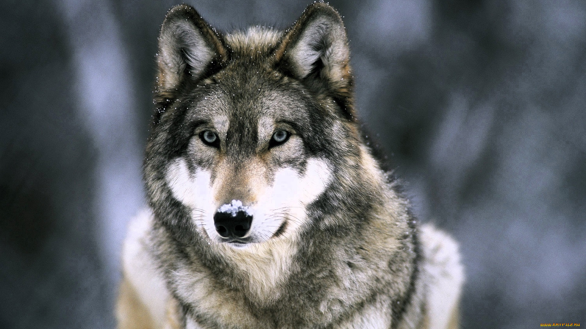 животные, волки, , койоты, , шакалы, волк, снег, зима