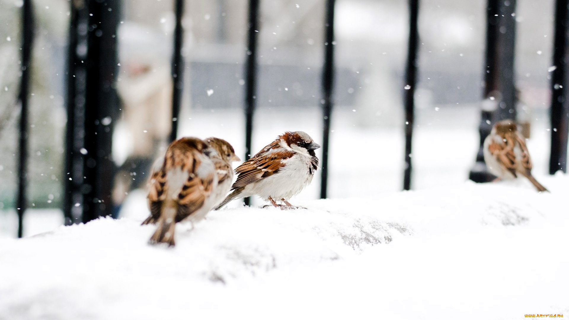 животные, воробьи, снег, зима, ограда