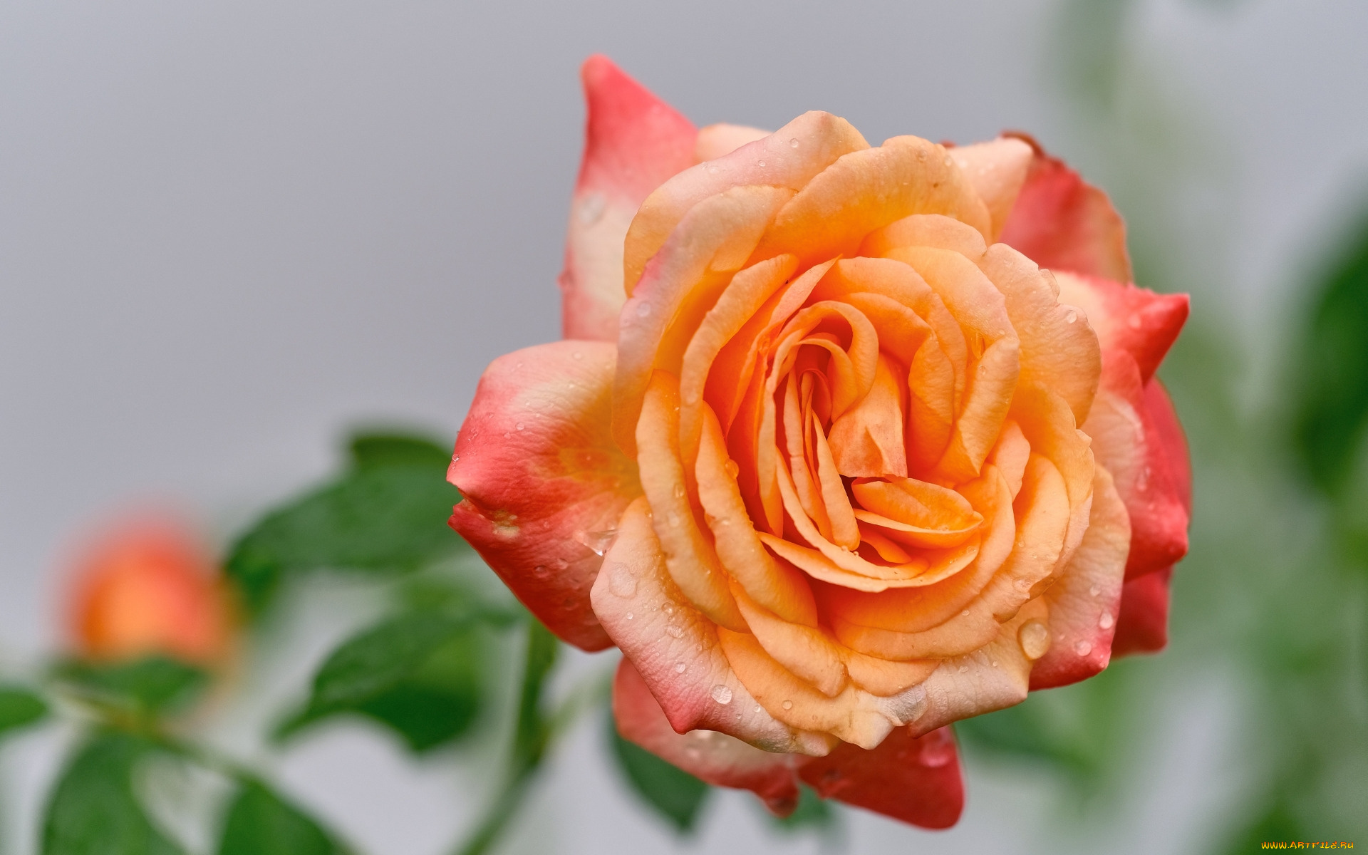 цветы, розы, капли, роза, макро