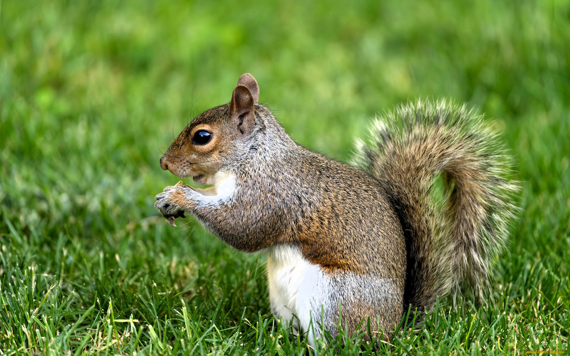 животные, белки, белка, трава, лужайка