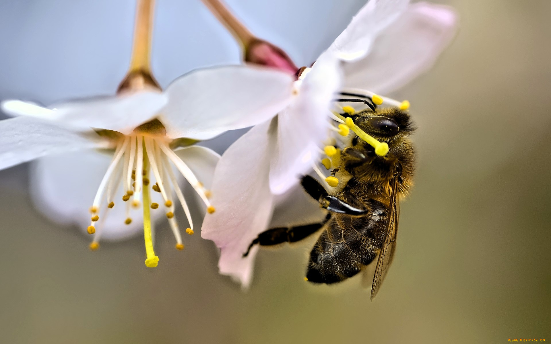 животные, пчелы, , осы, , шмели, пчела, цветы