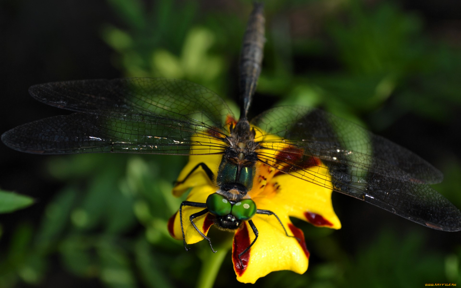 животные, стрекозы, стрекоза, цветок