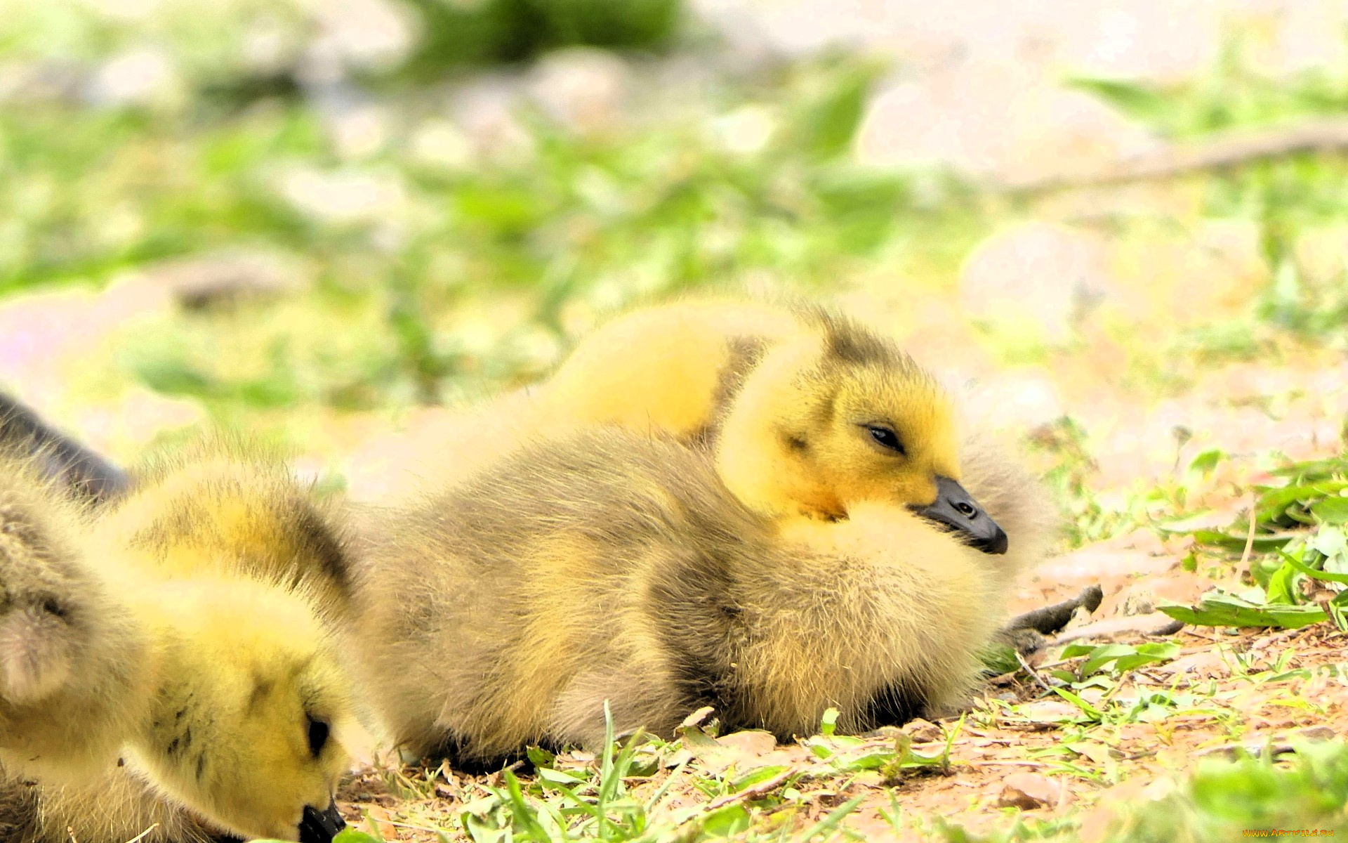 животные, утки, утята, желтые