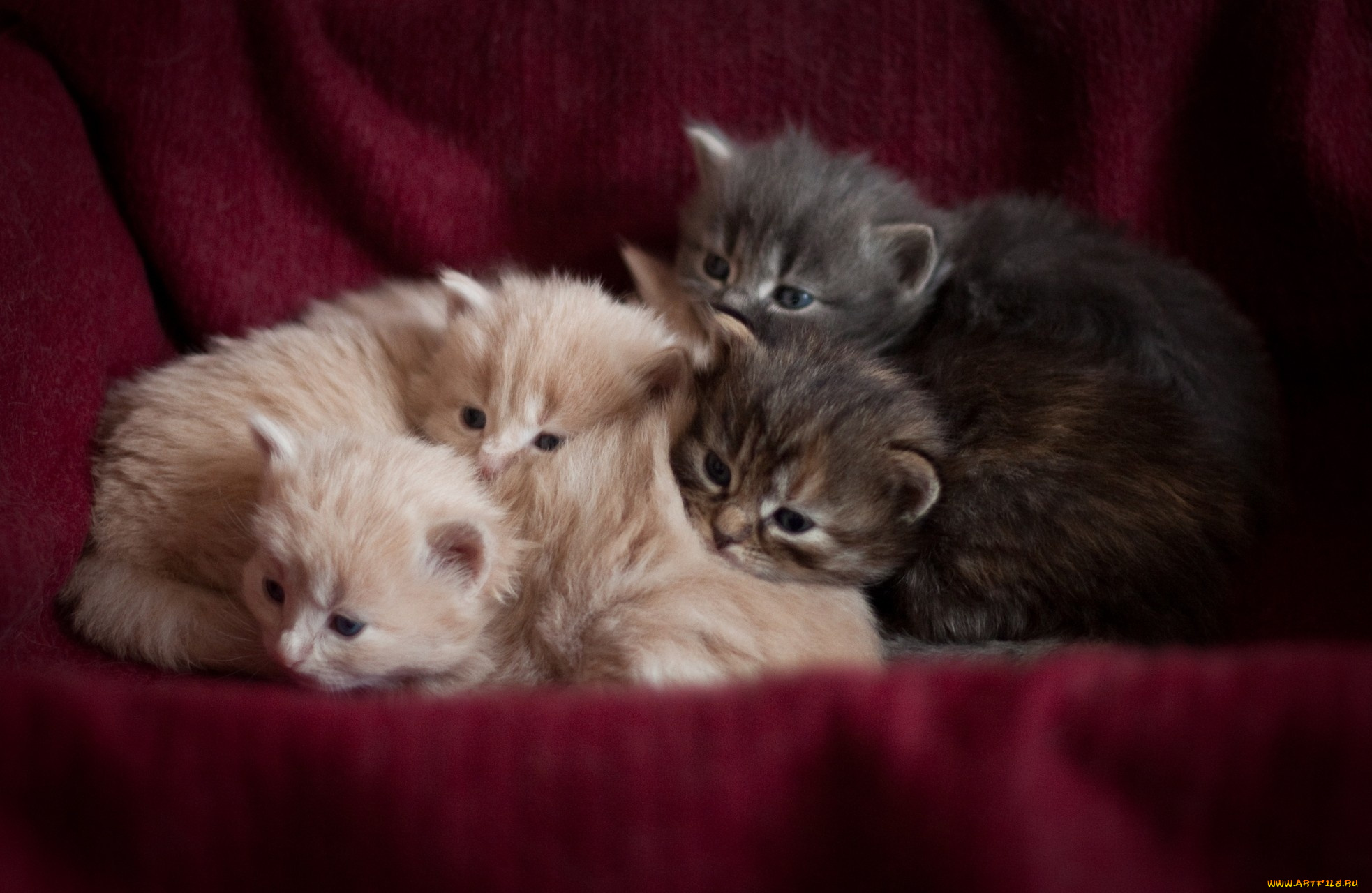 животные, коты, кот, кошка