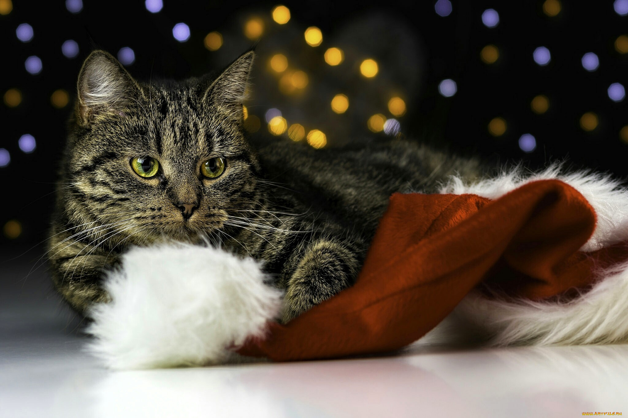 животные, коты, кот, шапка, блики