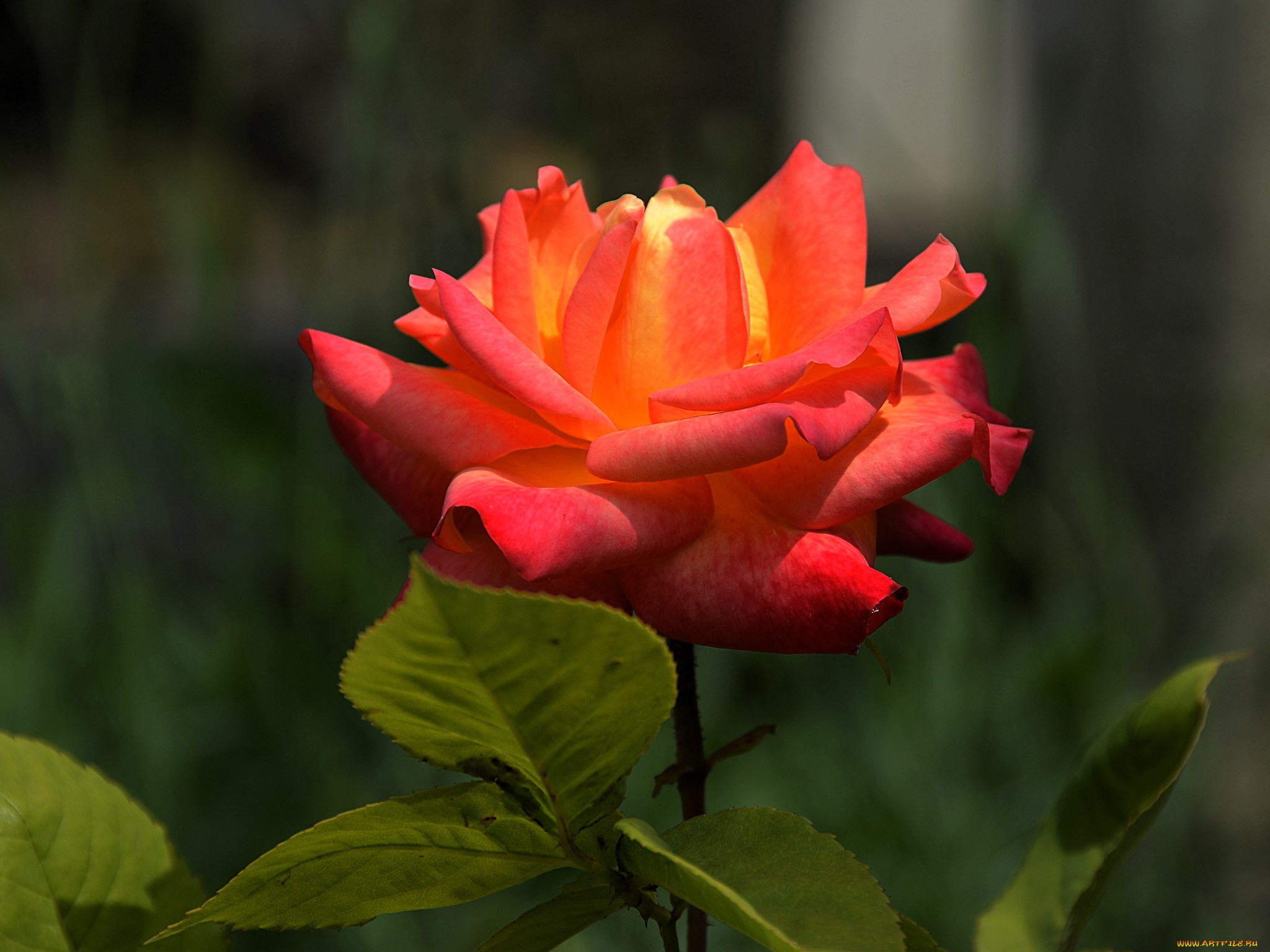 цветы, розы, роза, алая, листья