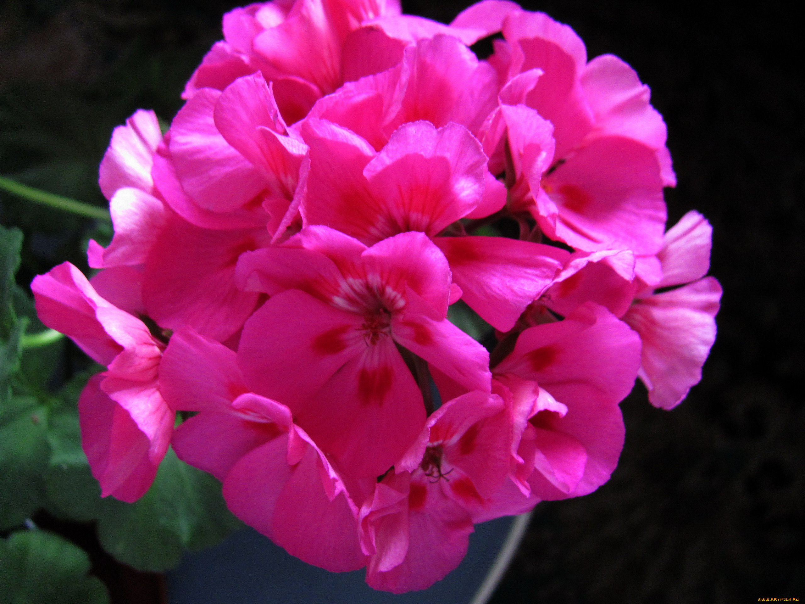 цветы, герань, розовая, соцветие, макро