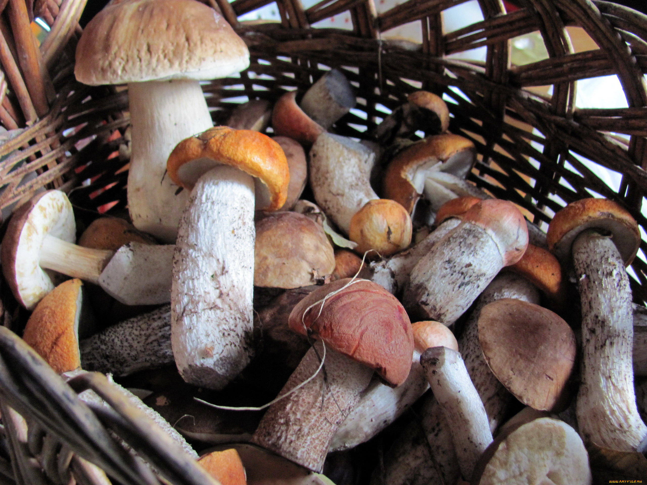 еда, грибы, , грибные, блюда, лесные, боровики, подосиновики