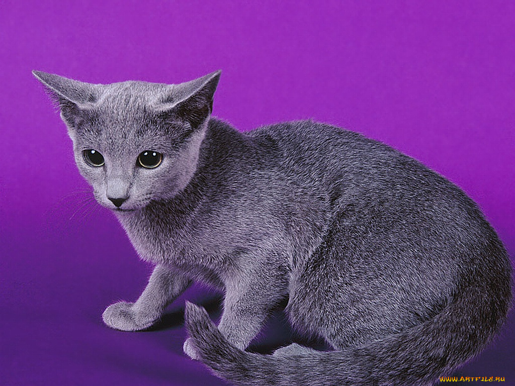 животные, коты