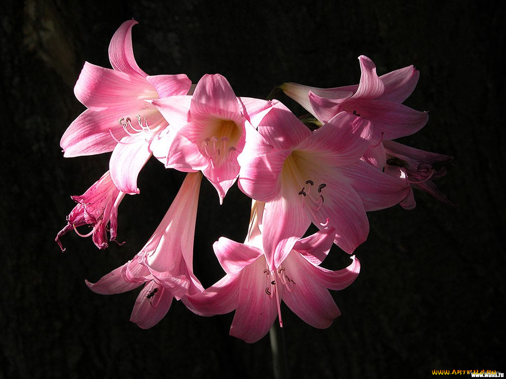 цветы, амариллисы, гиппеаструмы