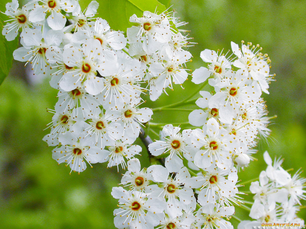 цветы, цветущие, деревья, кустарники