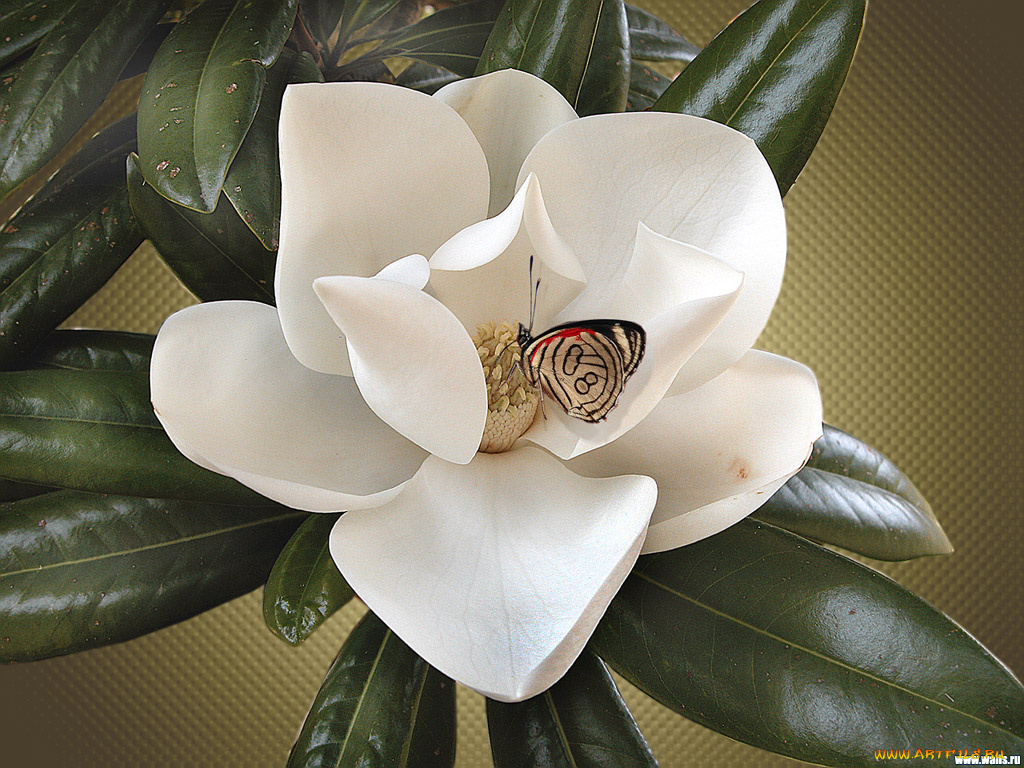 цветы, магнолии