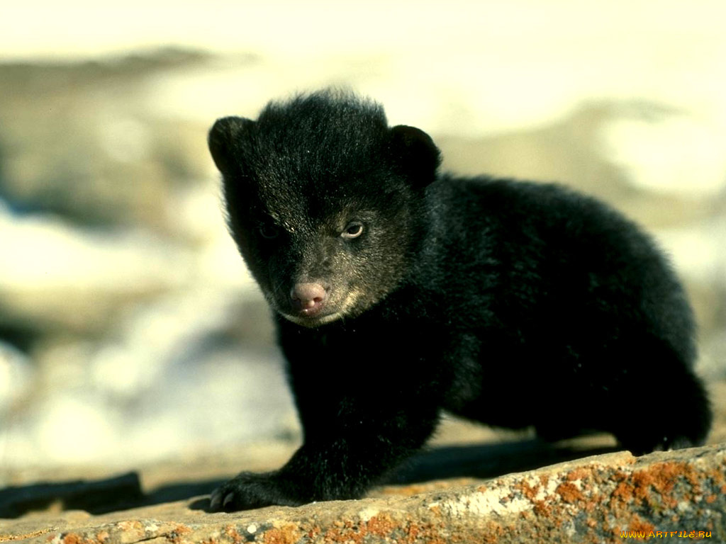 животные, медведи