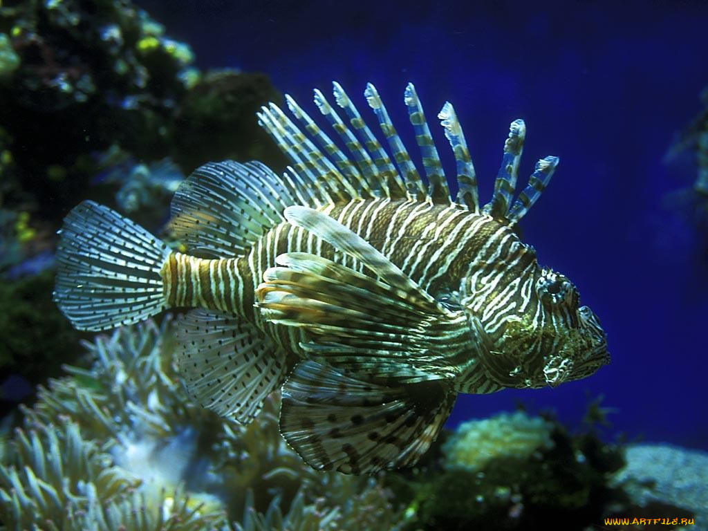 животные, рыбы