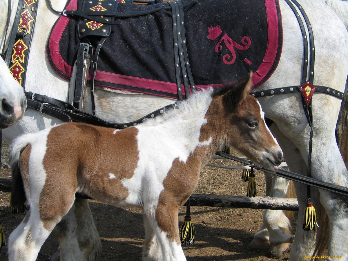 малыш, животные, лошади