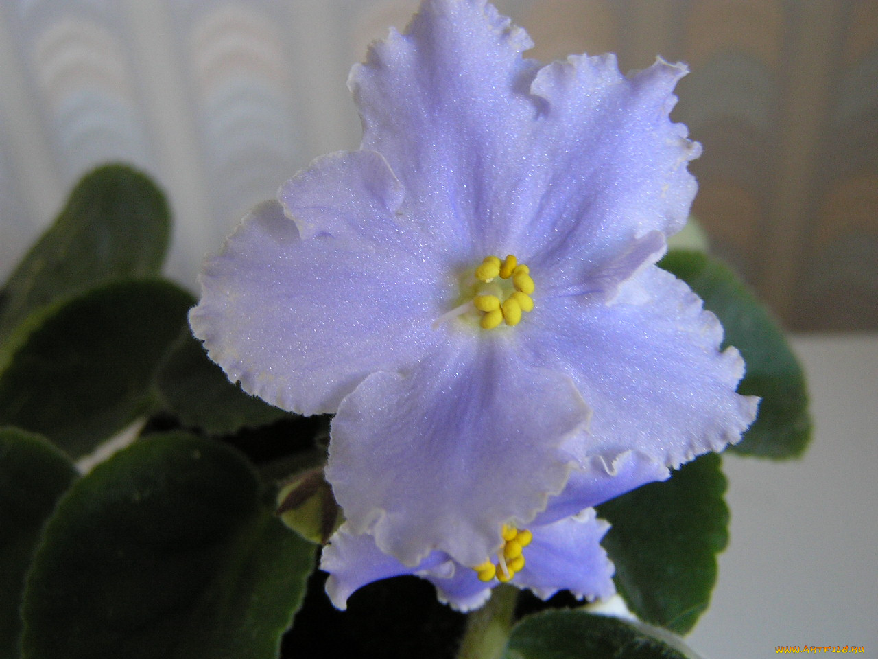 цветы, фиалки