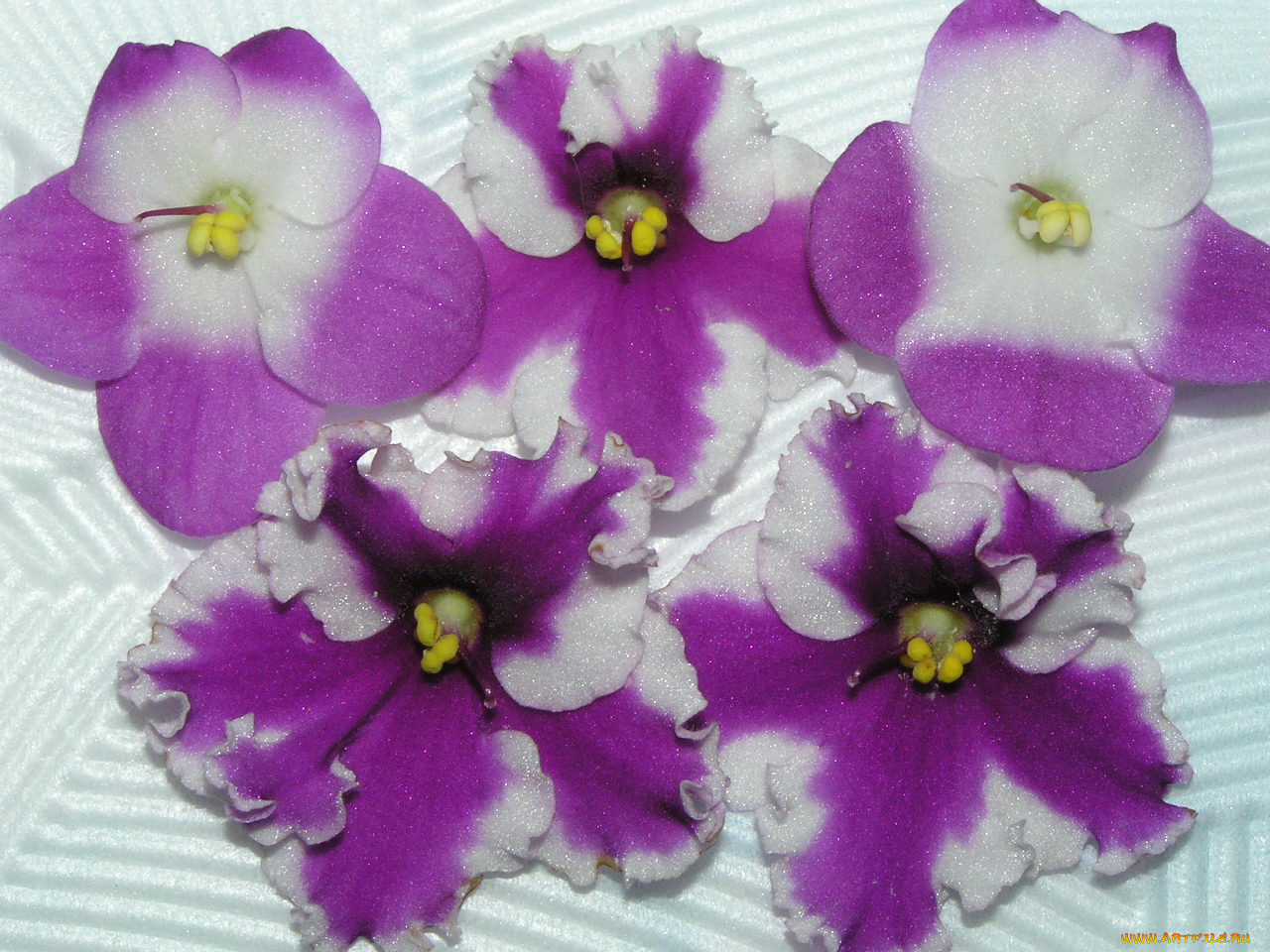 цветы, фиалки