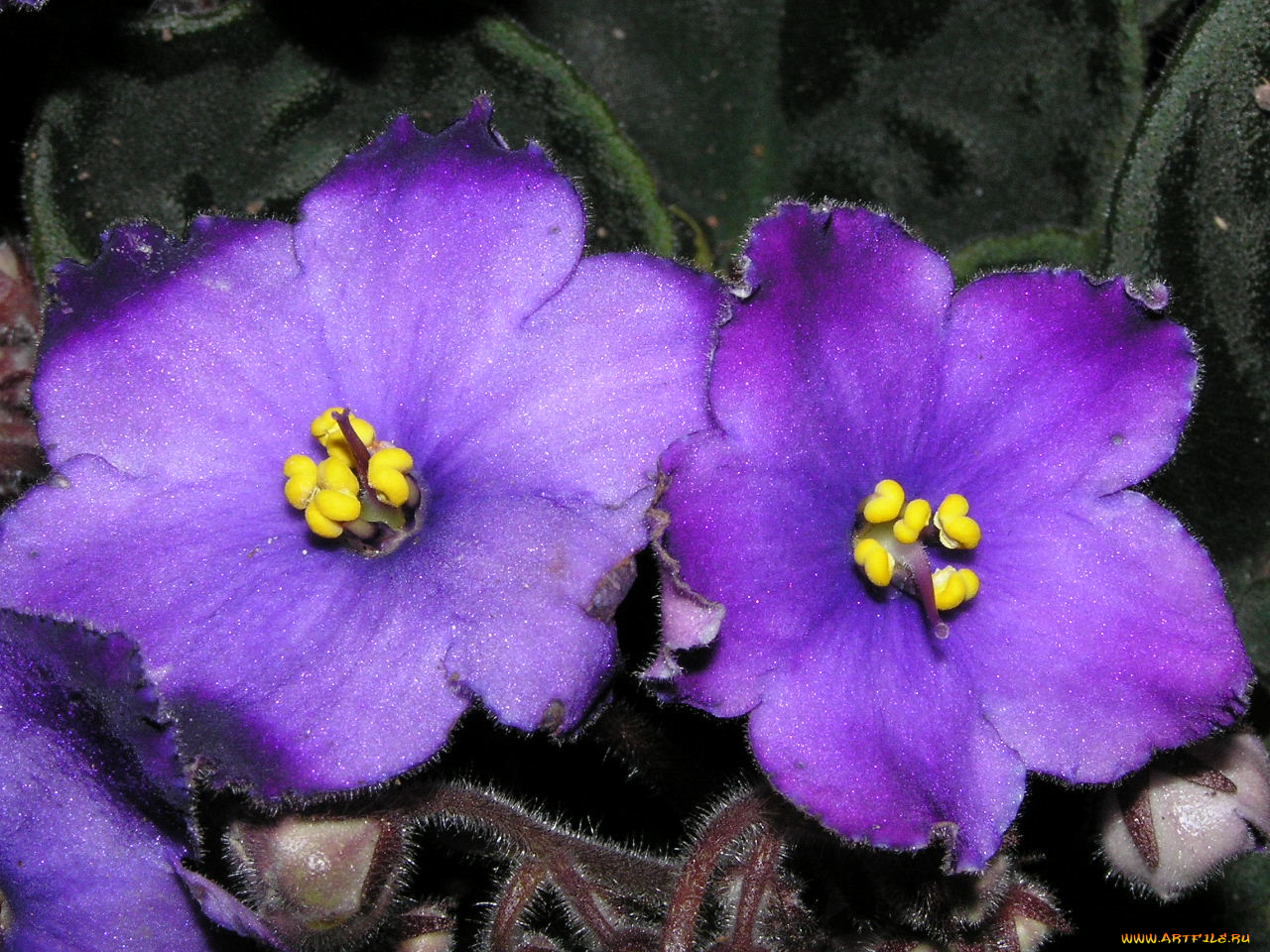 цветы, фиалки