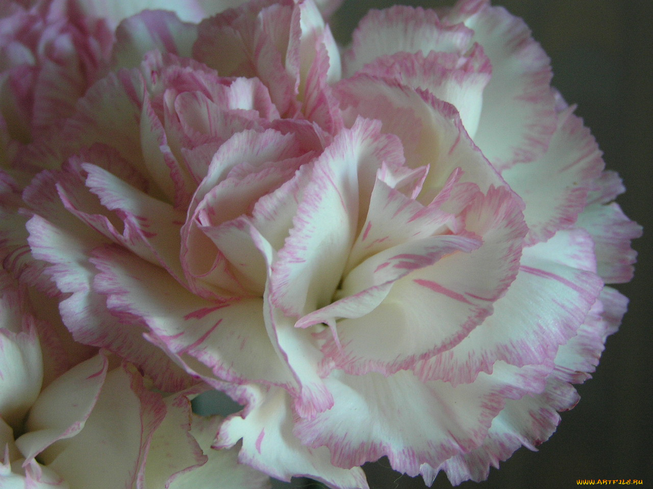 цветы, гвоздики