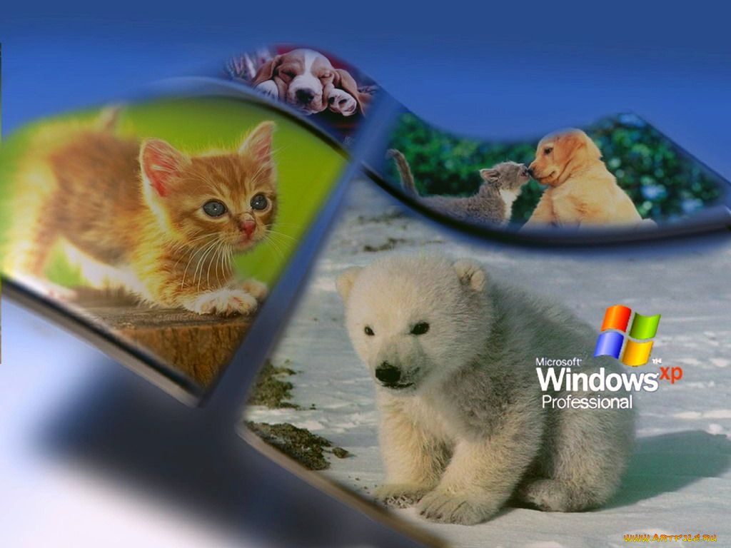 компьютеры, windows, xp