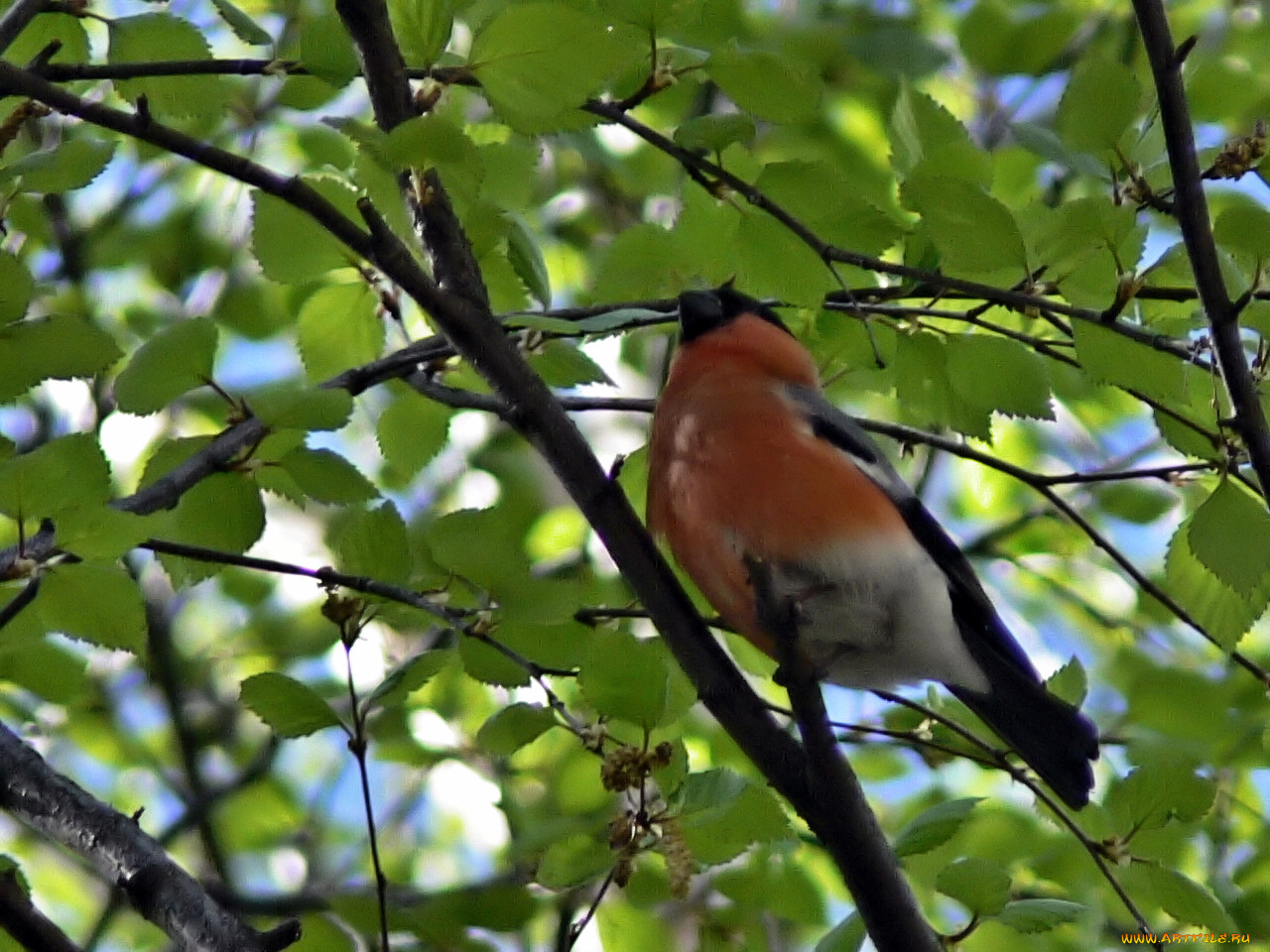 нас, тут, неплохо, кормят, животные, снегири, снегирь, май, петрозаводск