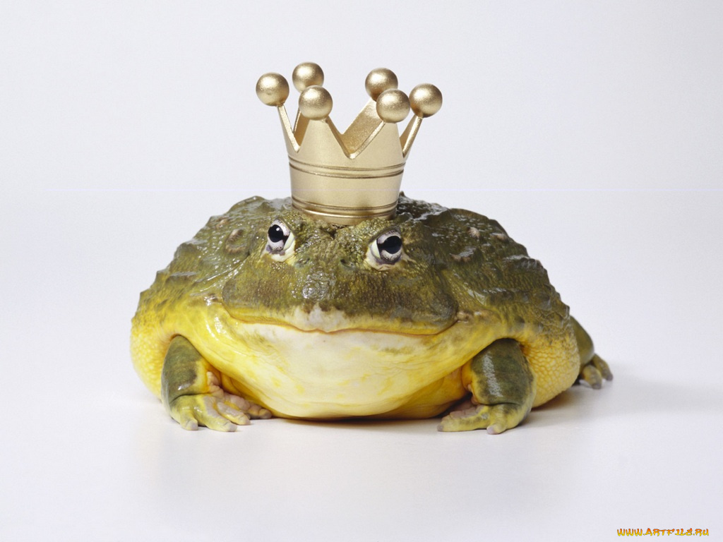 животные, лягушки