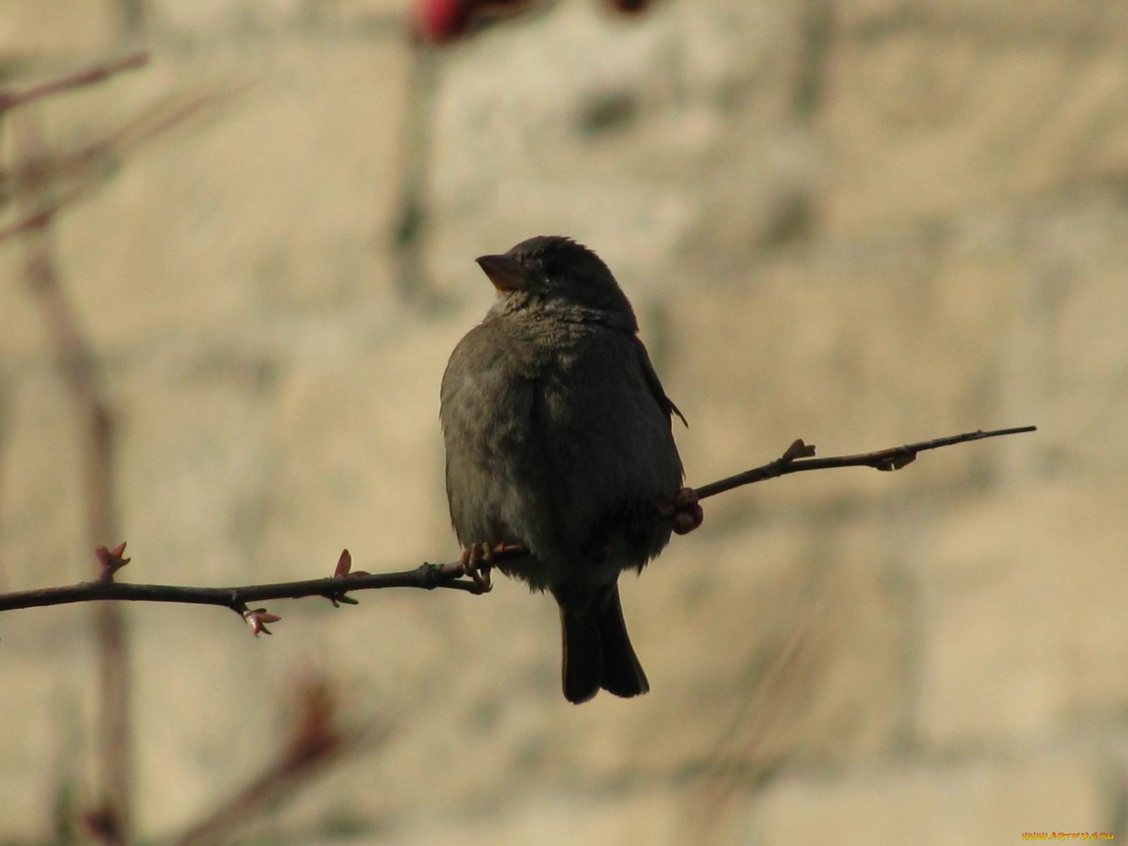 животные, птицы