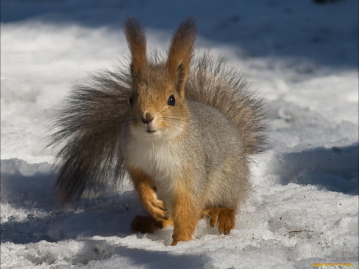 животные, белки