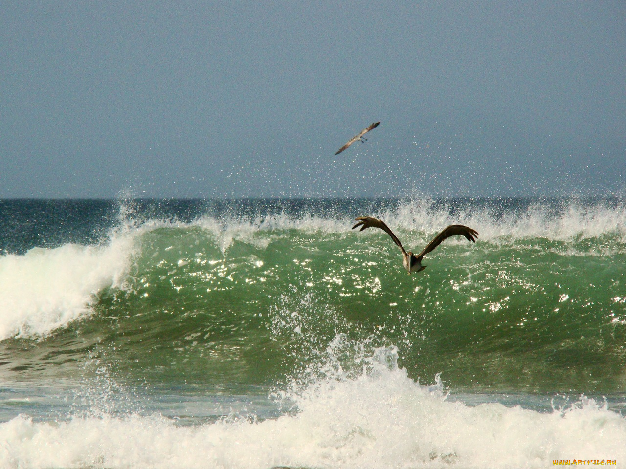 животные, альбатросы
