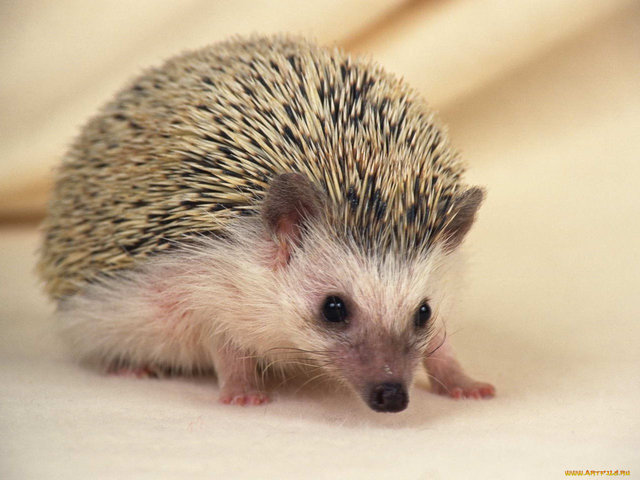 животные, ежи