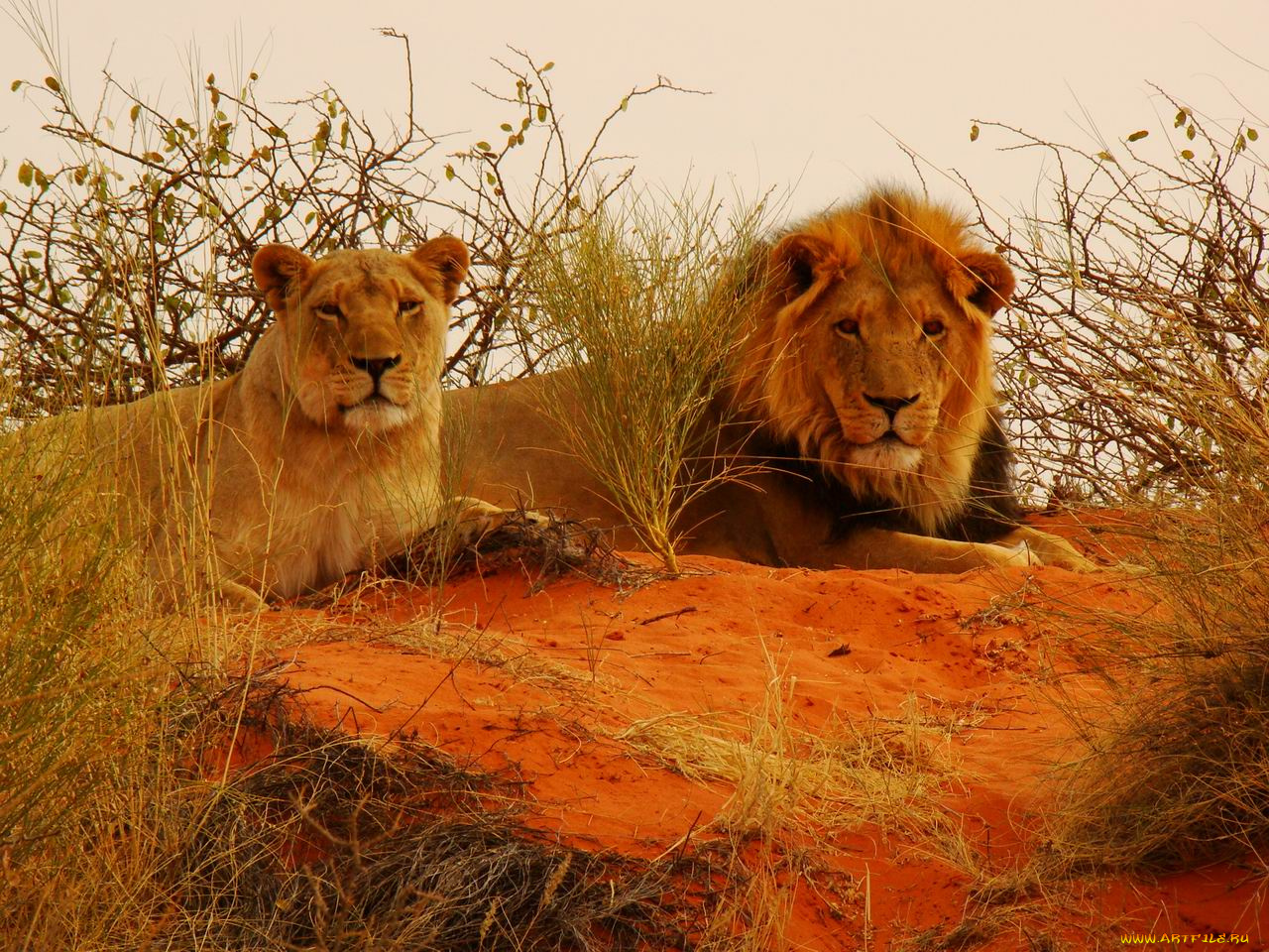 животные, львы
