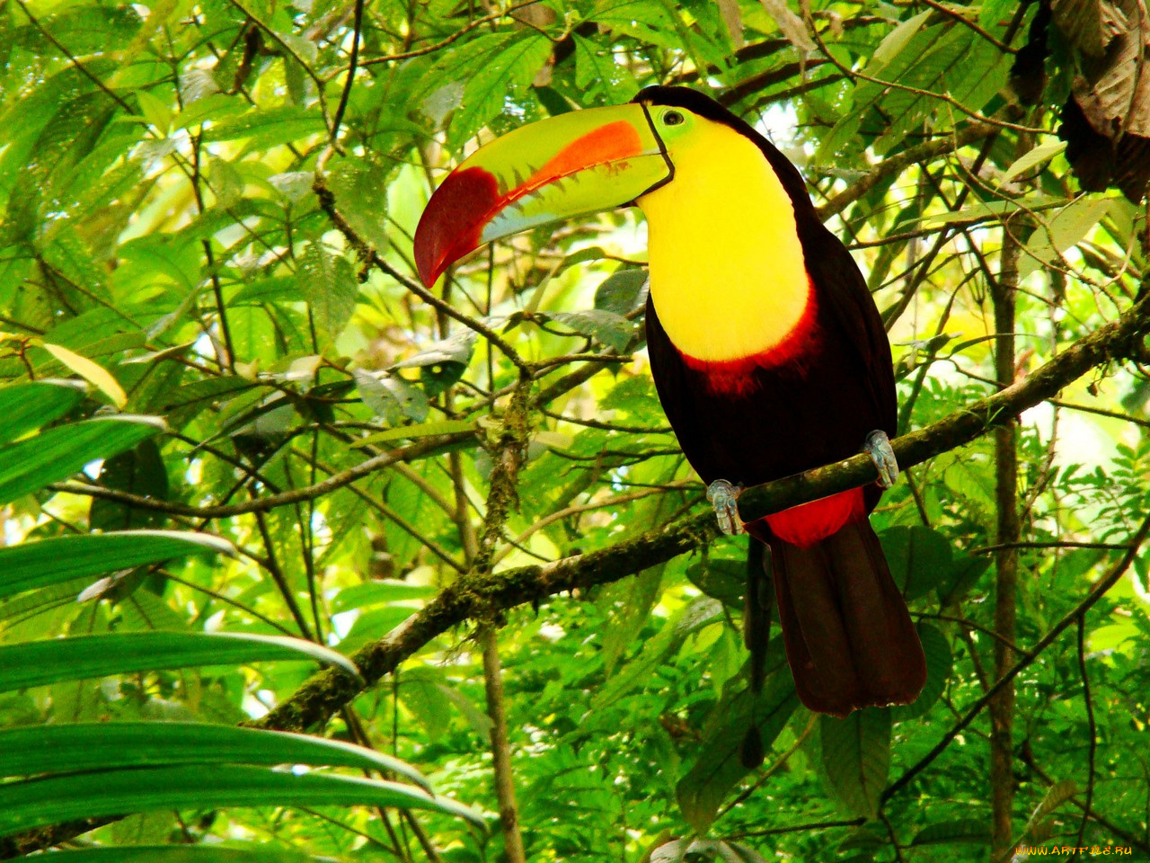 животные, туканы