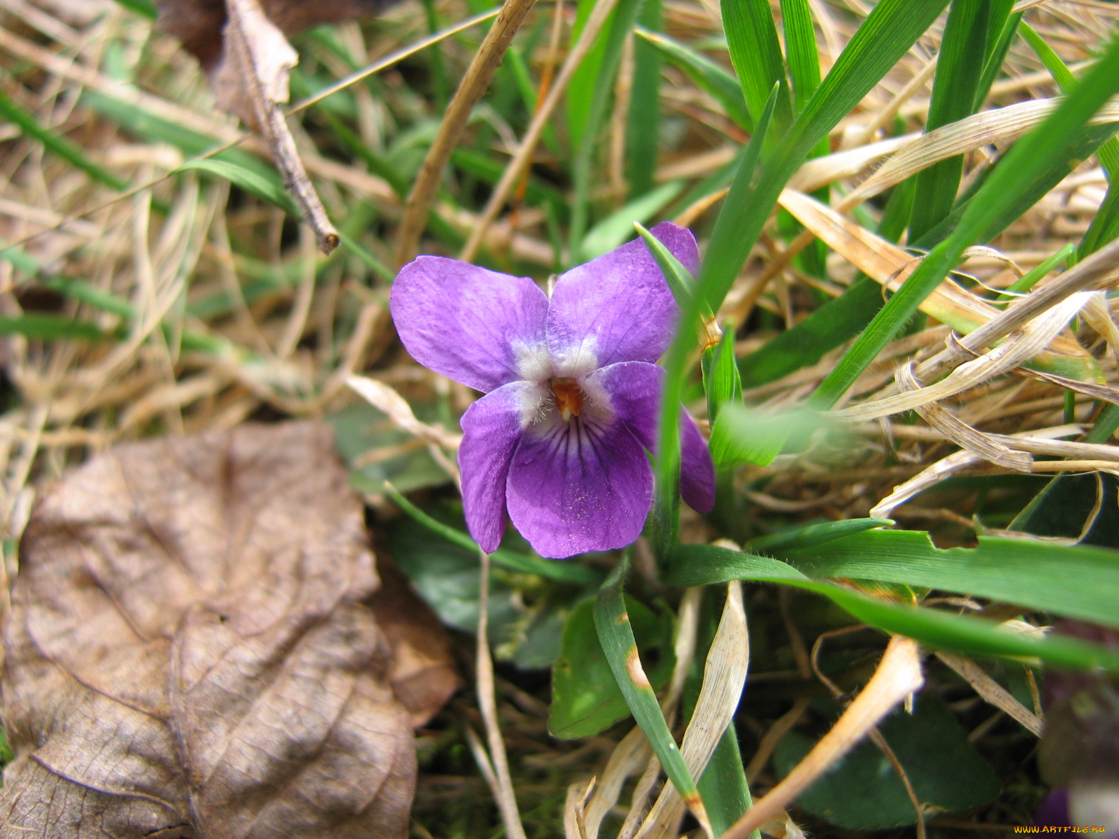 цветы, фиалки