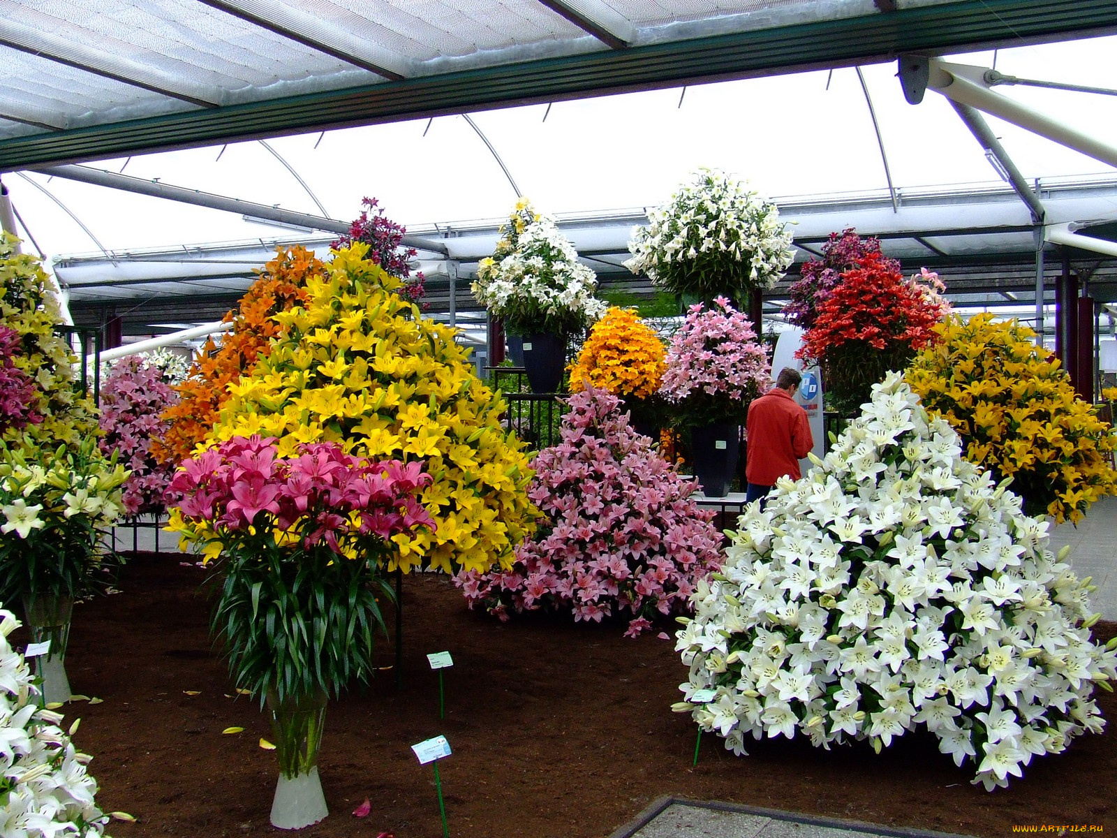 цветы, лилии, лилейники