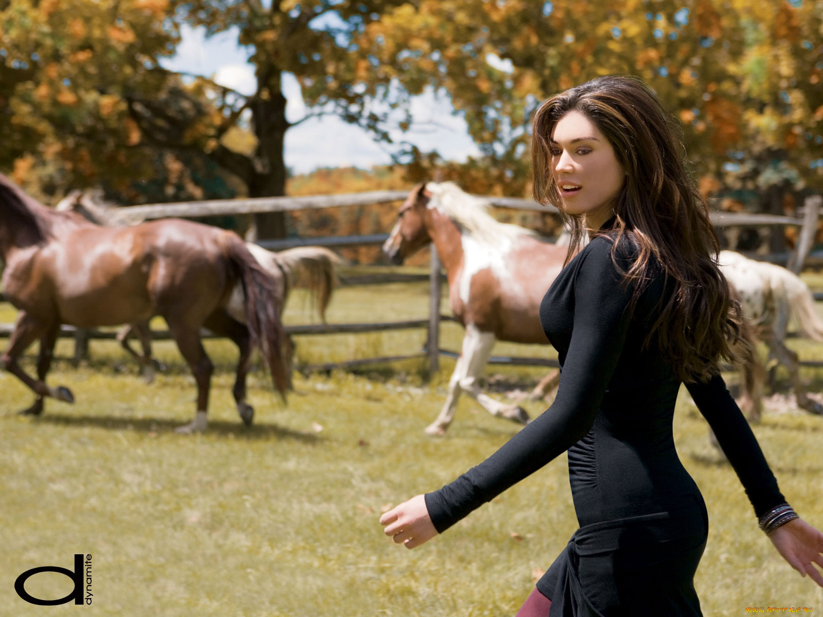 dynamite, бренды