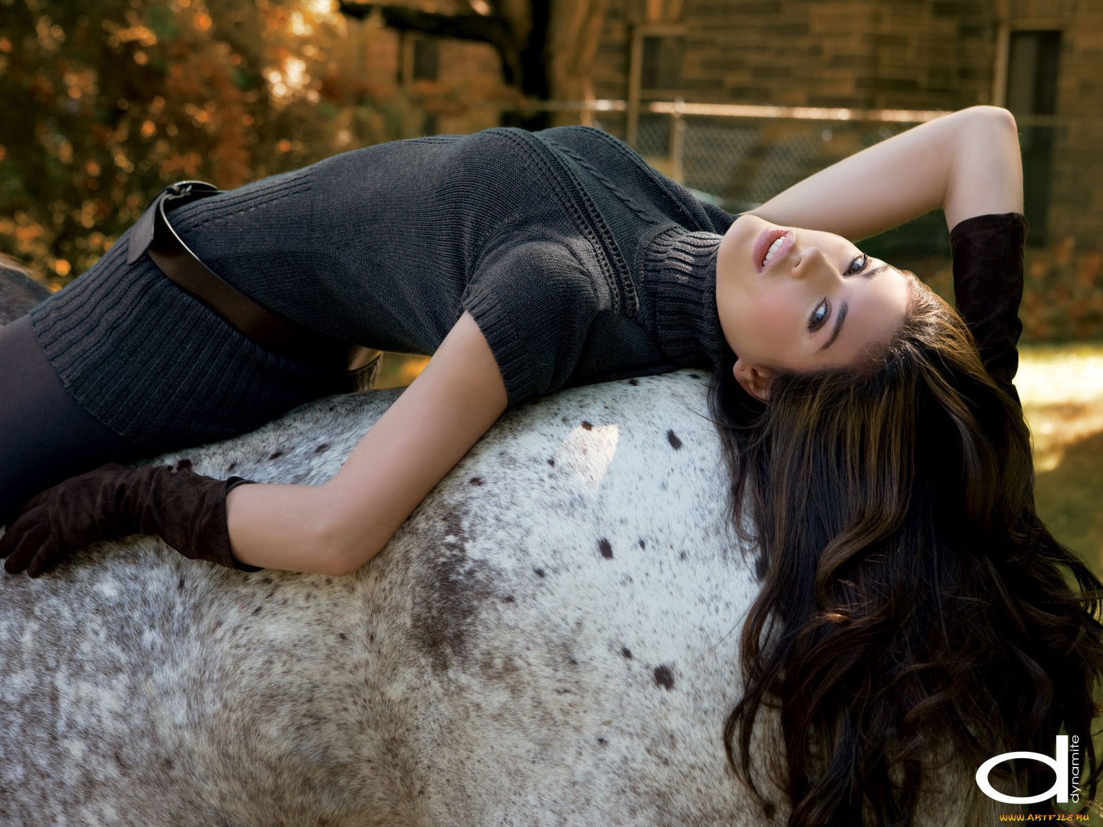 dynamite, бренды